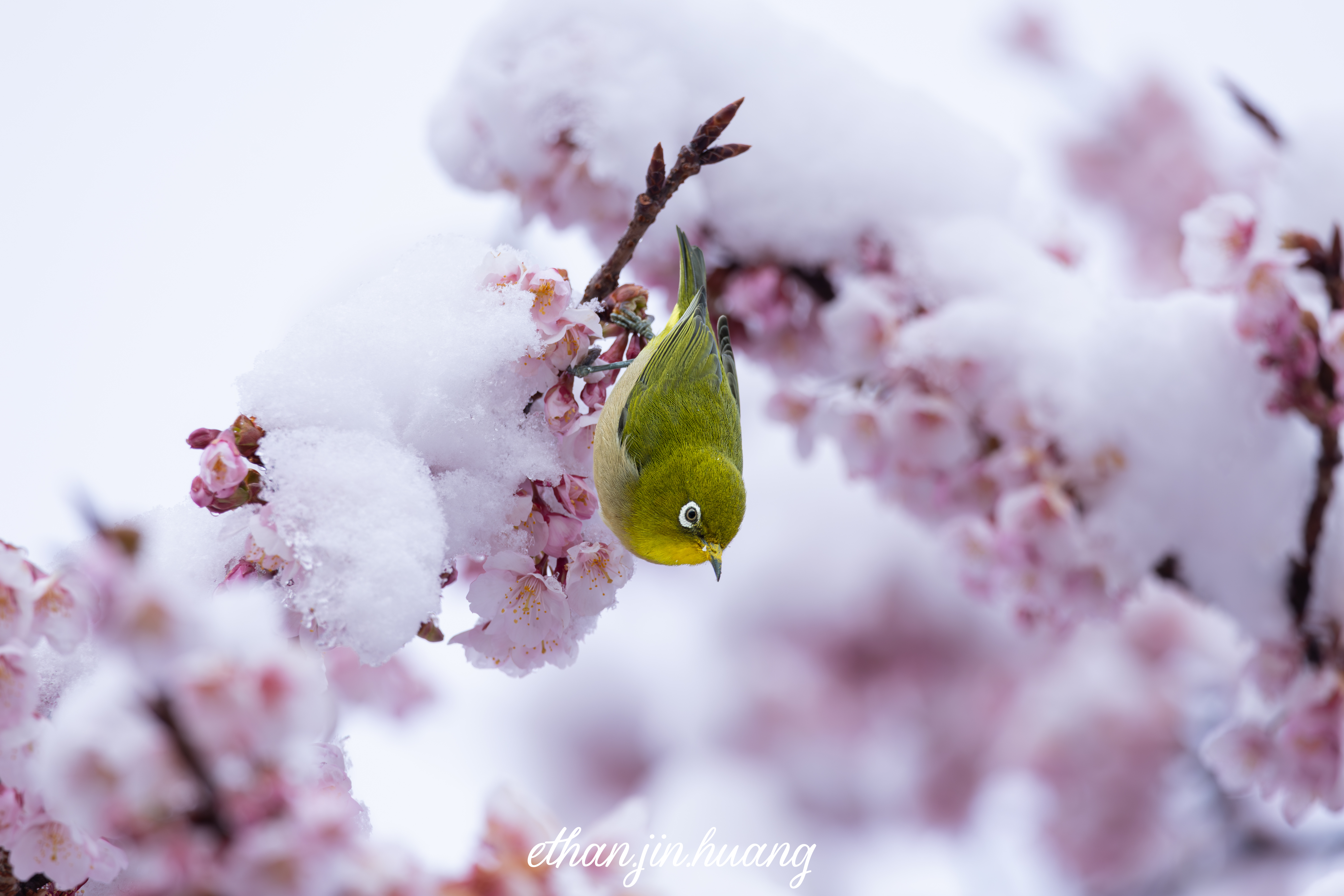 Beamer bird